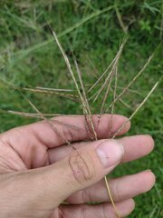 Dichanthium annulatum annulatum