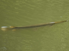 Atractosteus spatula