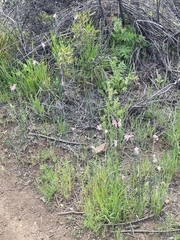 Olsynium scirpoideum