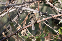 Empidonax
