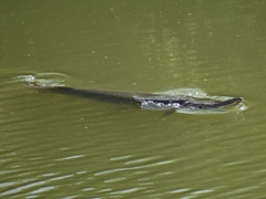 Atractosteus spatula