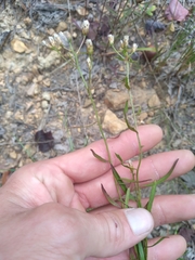 Sericocarpus linifolius