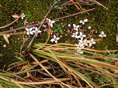 Arcytophyllum filiforme