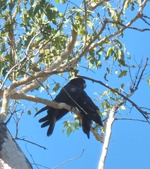Calyptorhynchus banksii
