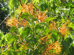 Psittacanthus schiedeanus