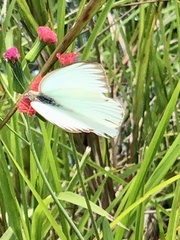 Ascia monuste monuste