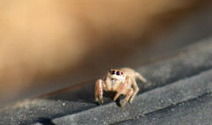Habronattus pyrrithrix