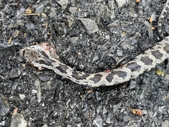 Pantherophis alleghaniensis