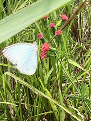 Ascia monuste monuste