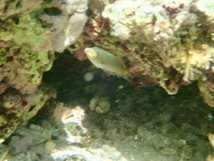 Stethojulis bandanensis