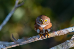 Glaucidium minutissimum