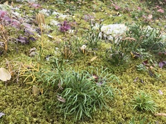 Diphasiastrum complanatum