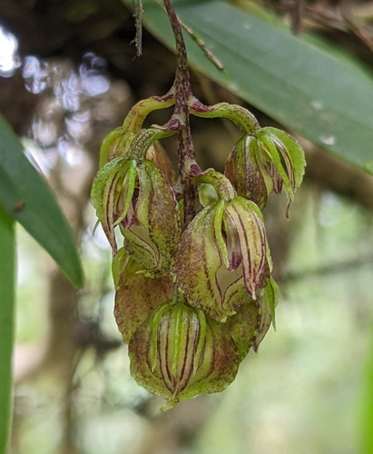 Bulbophyllum bisetum