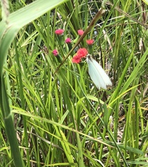 Ascia monuste monuste