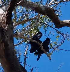 Calyptorhynchus banksii