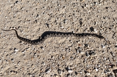 Lampropeltis calligaster