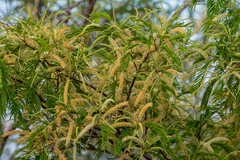 Senegalia polyphylla