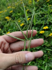 Paspalum scrobiculatum