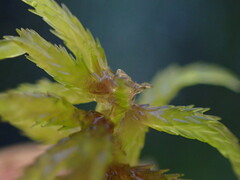 Sphagnum