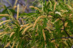 Senegalia polyphylla