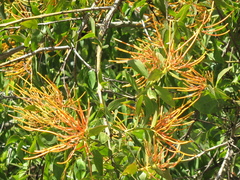 Psittacanthus schiedeanus