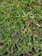 Stenotaphrum secundatum