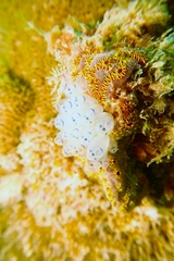 Clavelina moluccensis