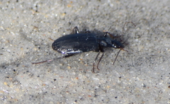 Platynini