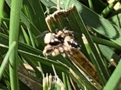 Habronattus pyrrithrix
