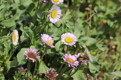 Erigeron glaucus