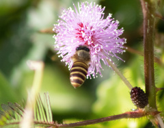 Apis nigrocincta
