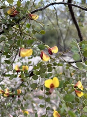 Bossiaea heterophylla