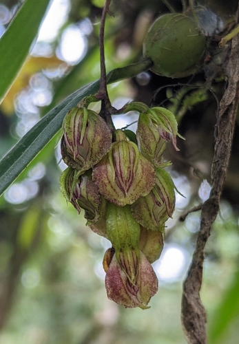 Bulbophyllum bisetum Lindl. 3