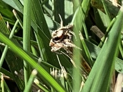 Habronattus pyrrithrix