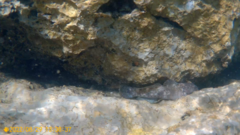 Gobius cobitis