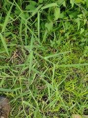 Urochloa mutica
