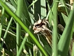 Habronattus pyrrithrix