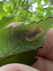 Cameraria caryaefoliella