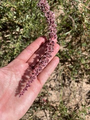 Amaranthus fimbriatus
