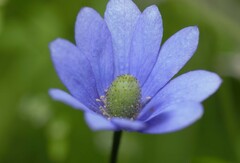 Anemone decapetala