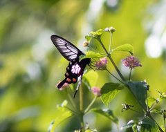 Pachliopta polyphontes