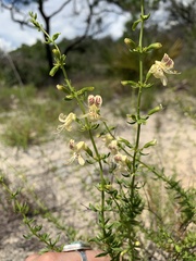 Dicerandra christmanii
