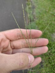 Digitaria violascens