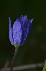 Anemone decapetala