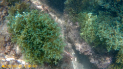 Ericaria selaginoides