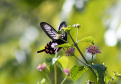 Pachliopta polyphontes