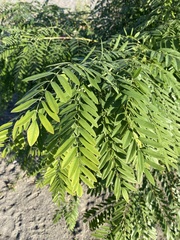 Amorpha fruticosa