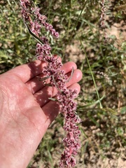 Amaranthus fimbriatus