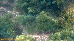 Ericaria selaginoides