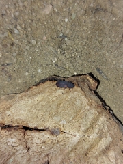 Tenebrionoidea